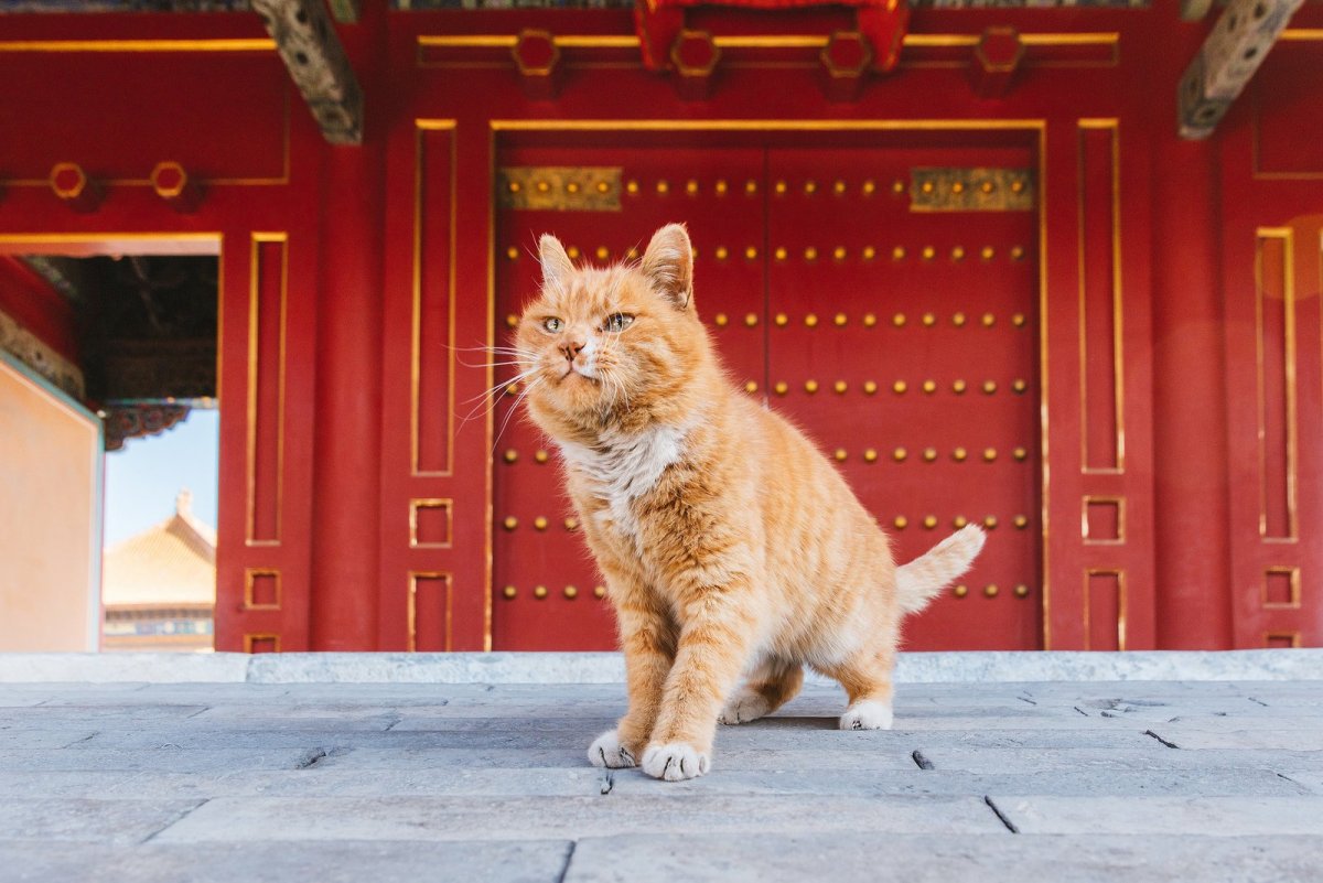 Светлая кошка