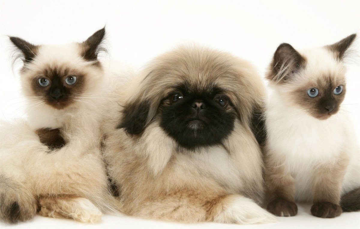 Кошечки разных пород