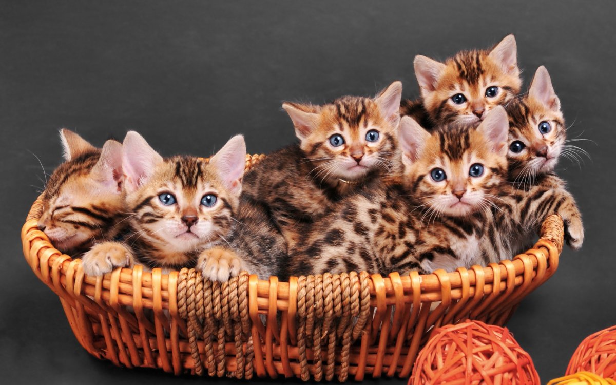 Барханный кот