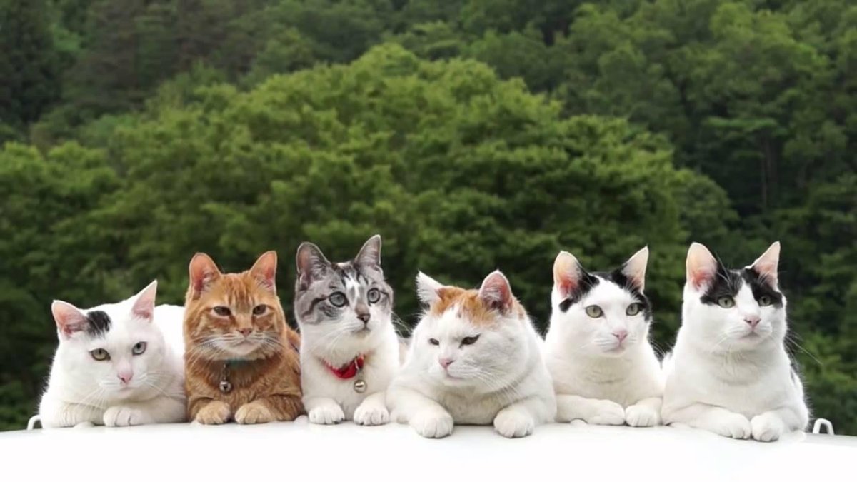 Коты на однотонном фоне