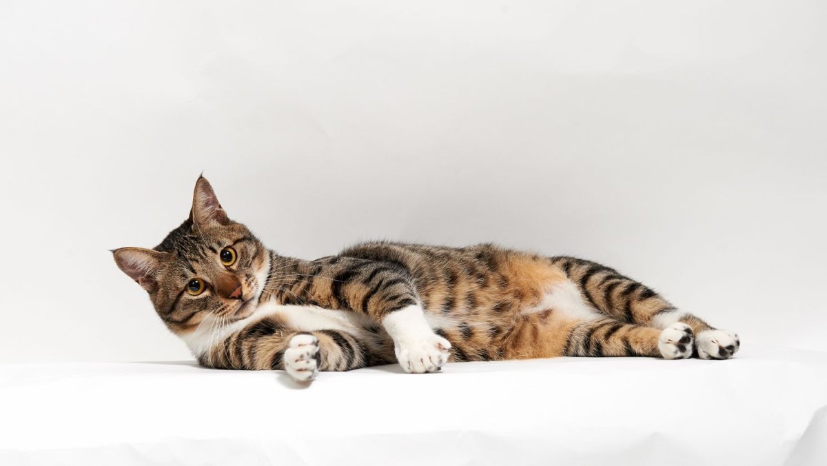 Турецкий Ван альбинос