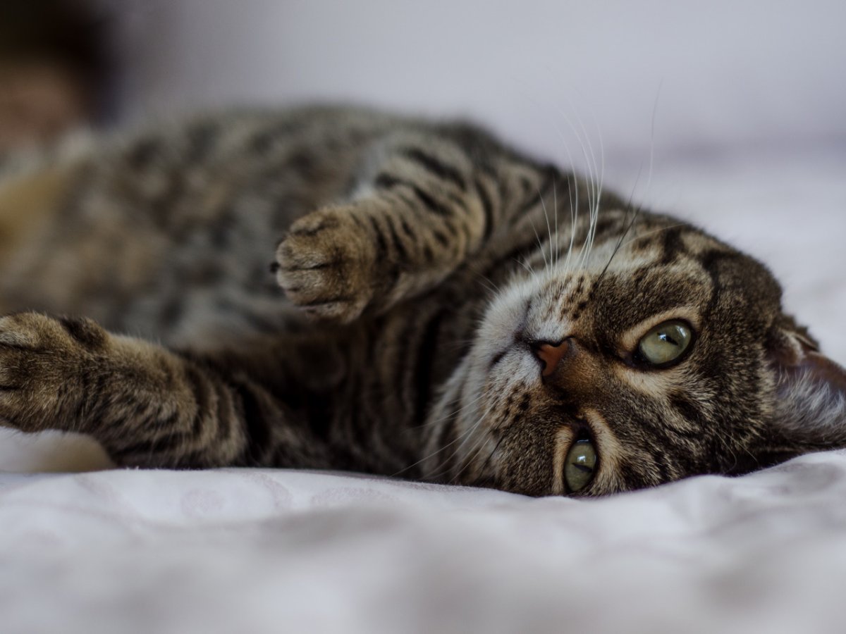 Дракон ли кошка фото