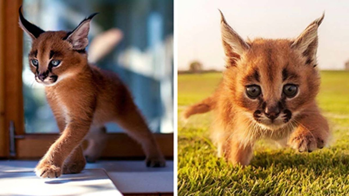 Черно белый кот