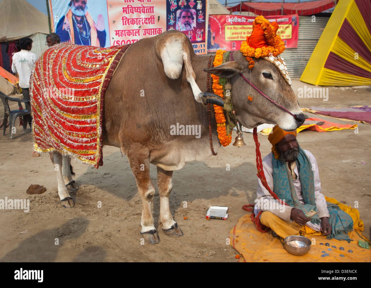 Священные животные Индии
