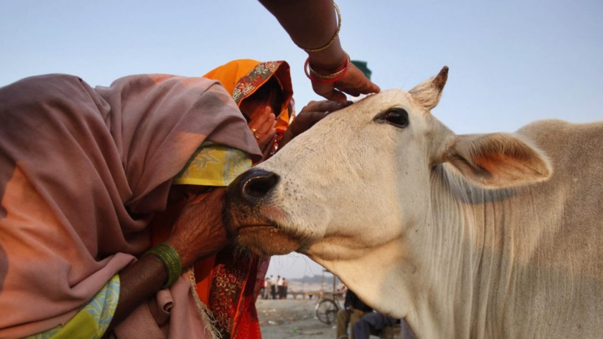Священная Священное животное в Индии