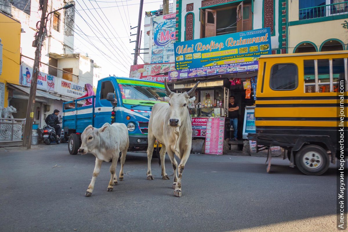 Корова Священное животное в Индии на дороге
