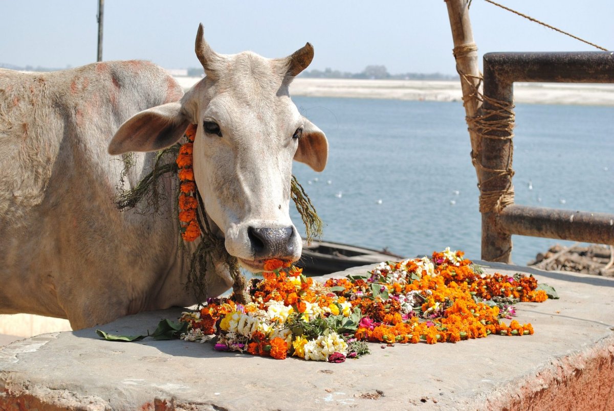 Коровы в Индии Священные животные