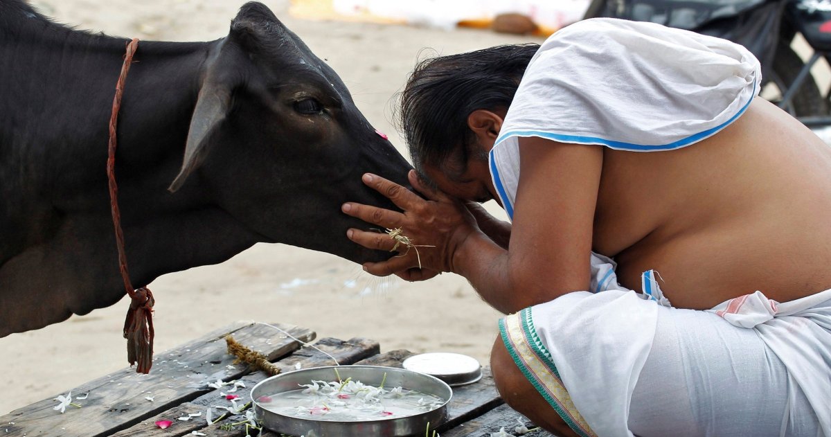 Корова Священное животное в Индии