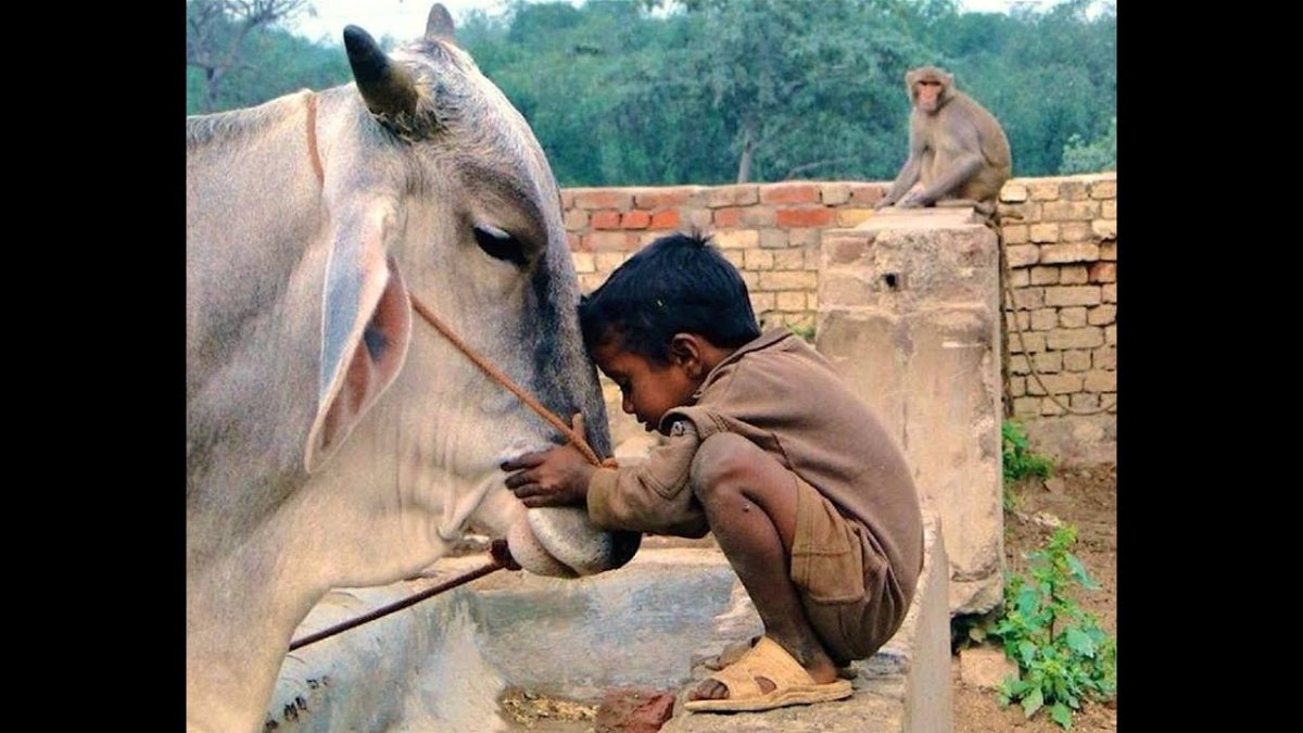 Поклонение животным