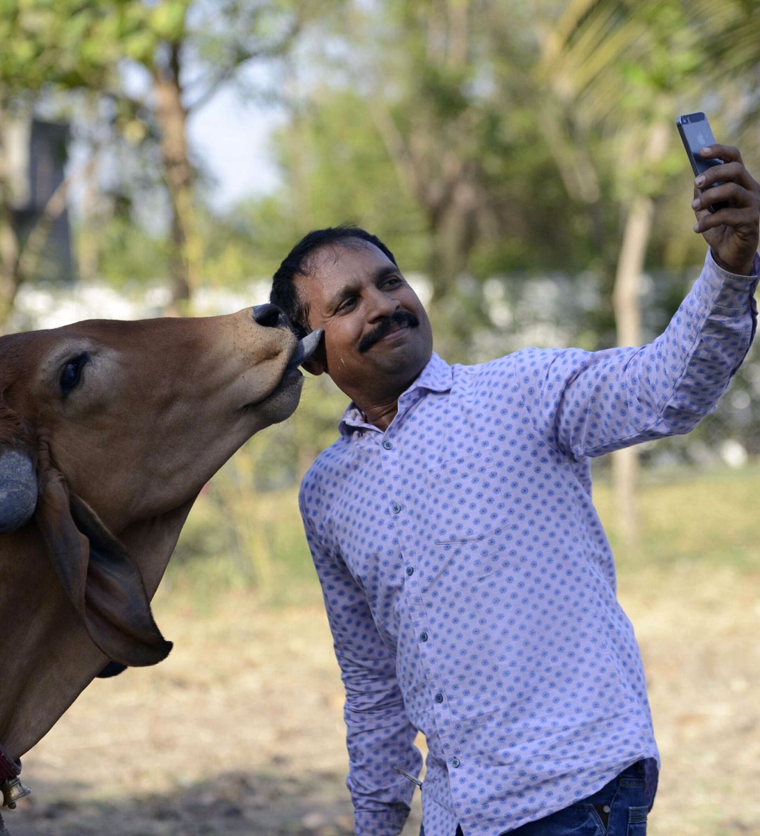 Корова селфи парень