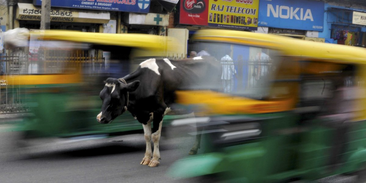 Мимо коровы