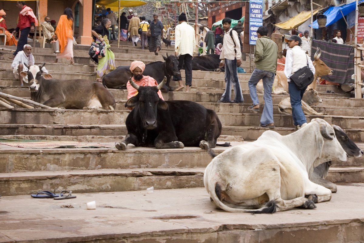 Культ коровы в Индии