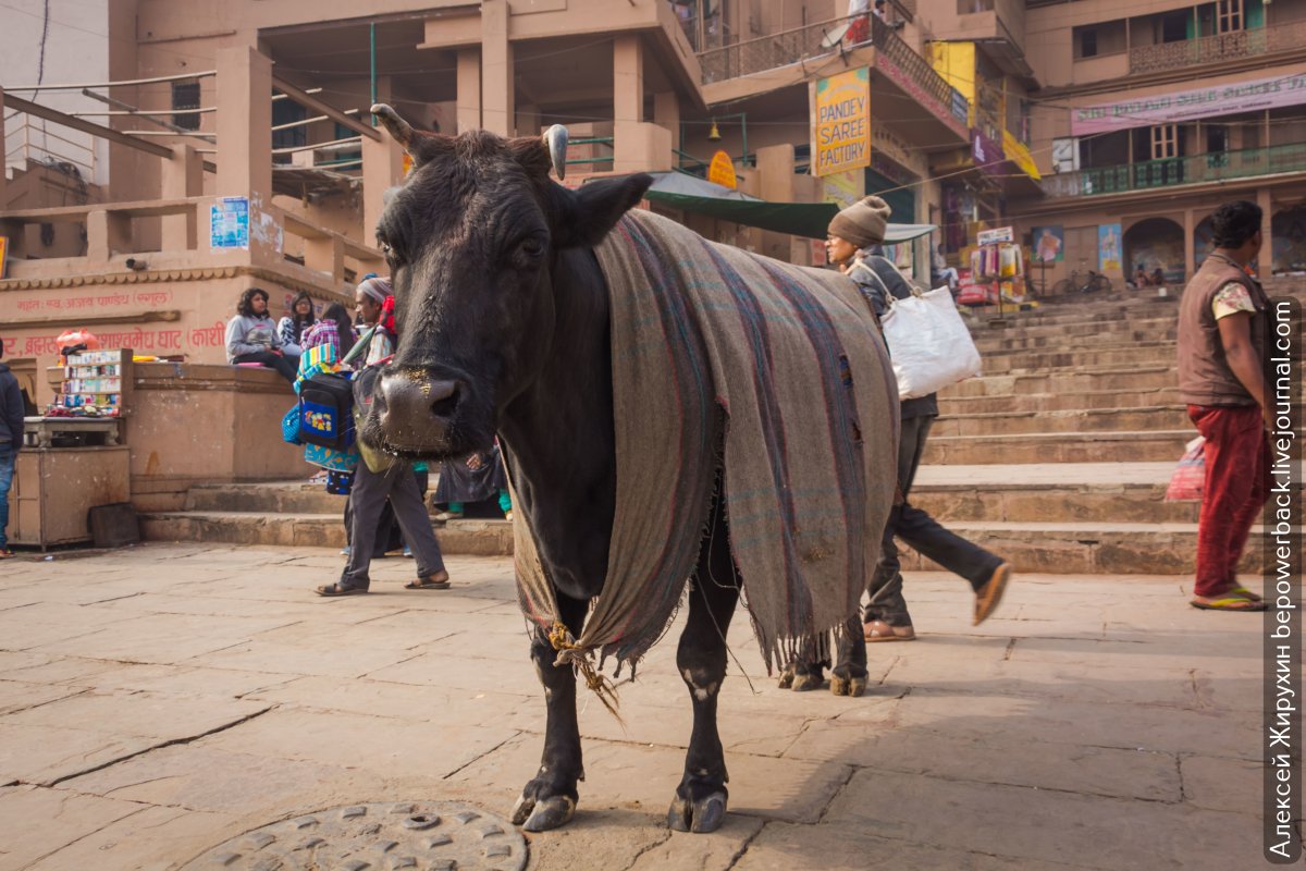 Святая корова Индия