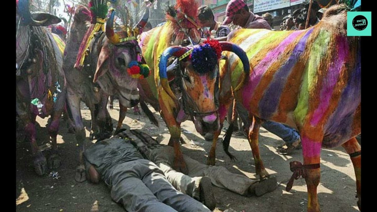 Коровы фестиваль Холи в Индии