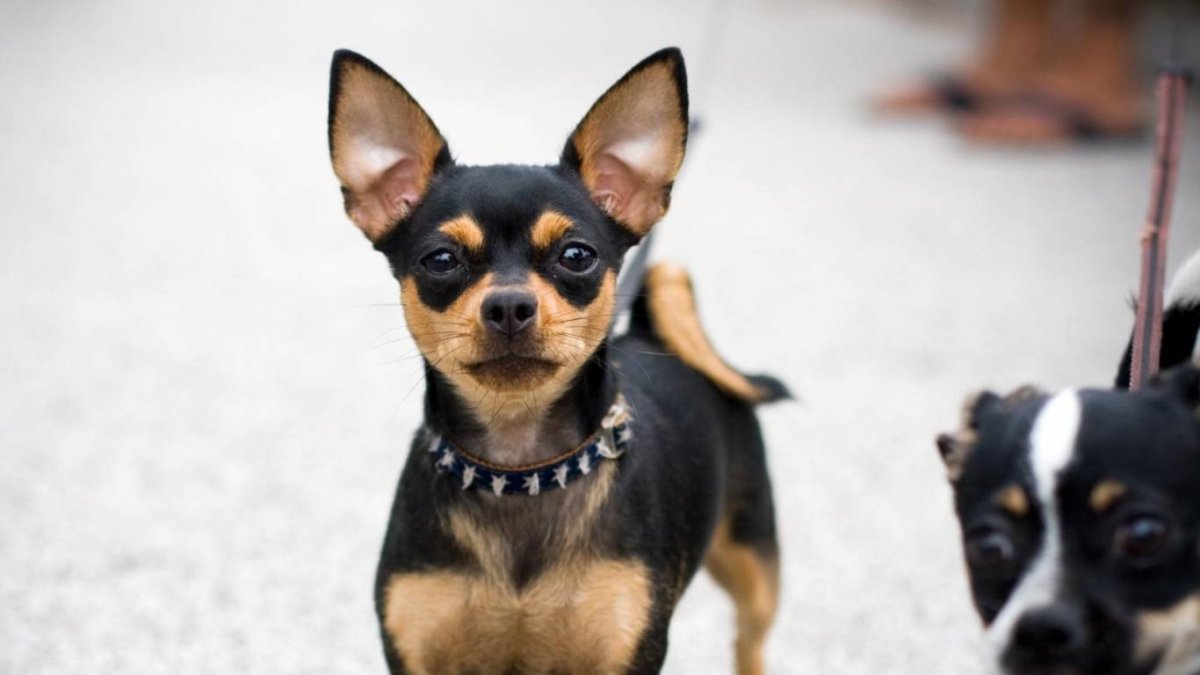 Чихуахуа ушастая