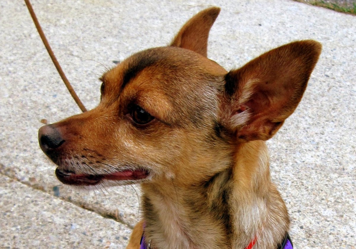 Чихуахуа Вологда