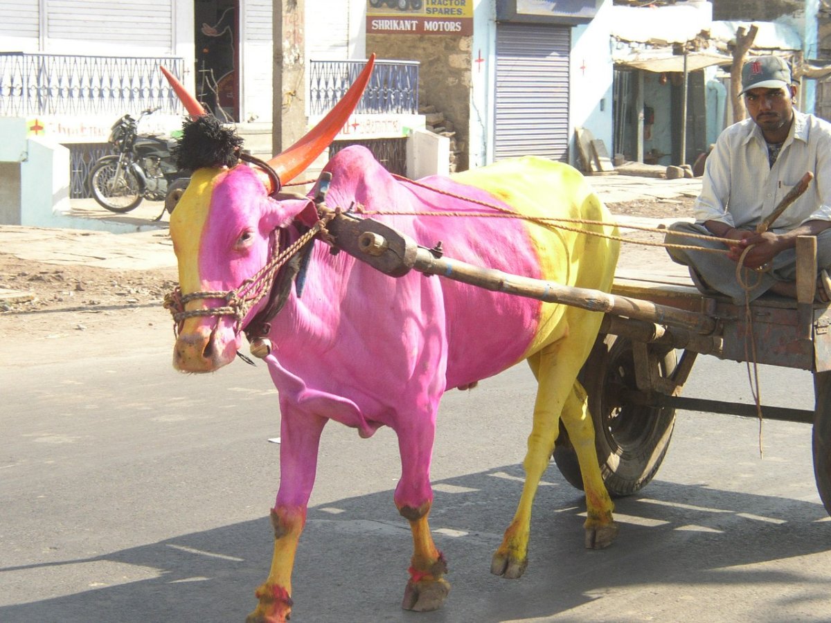 Украшение коров в Индии