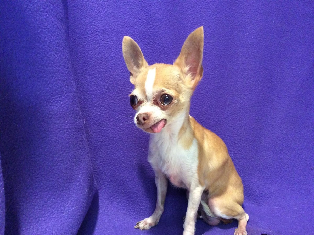 Чихуахуа Хуа злая