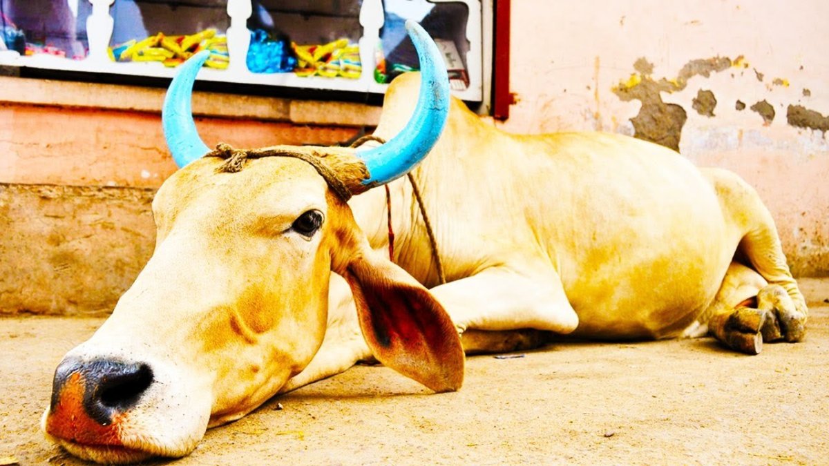 Красивая индийская корова