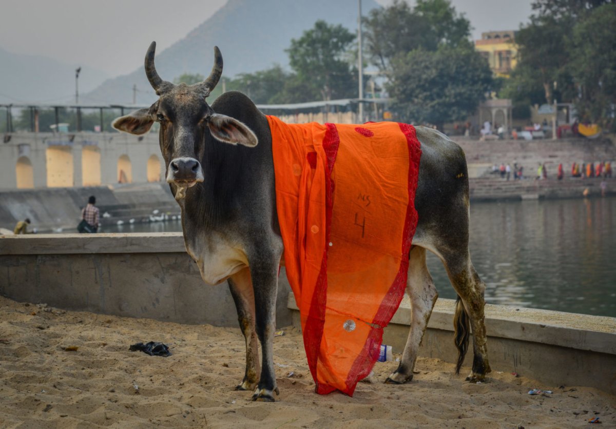 Святой теленок в Индии