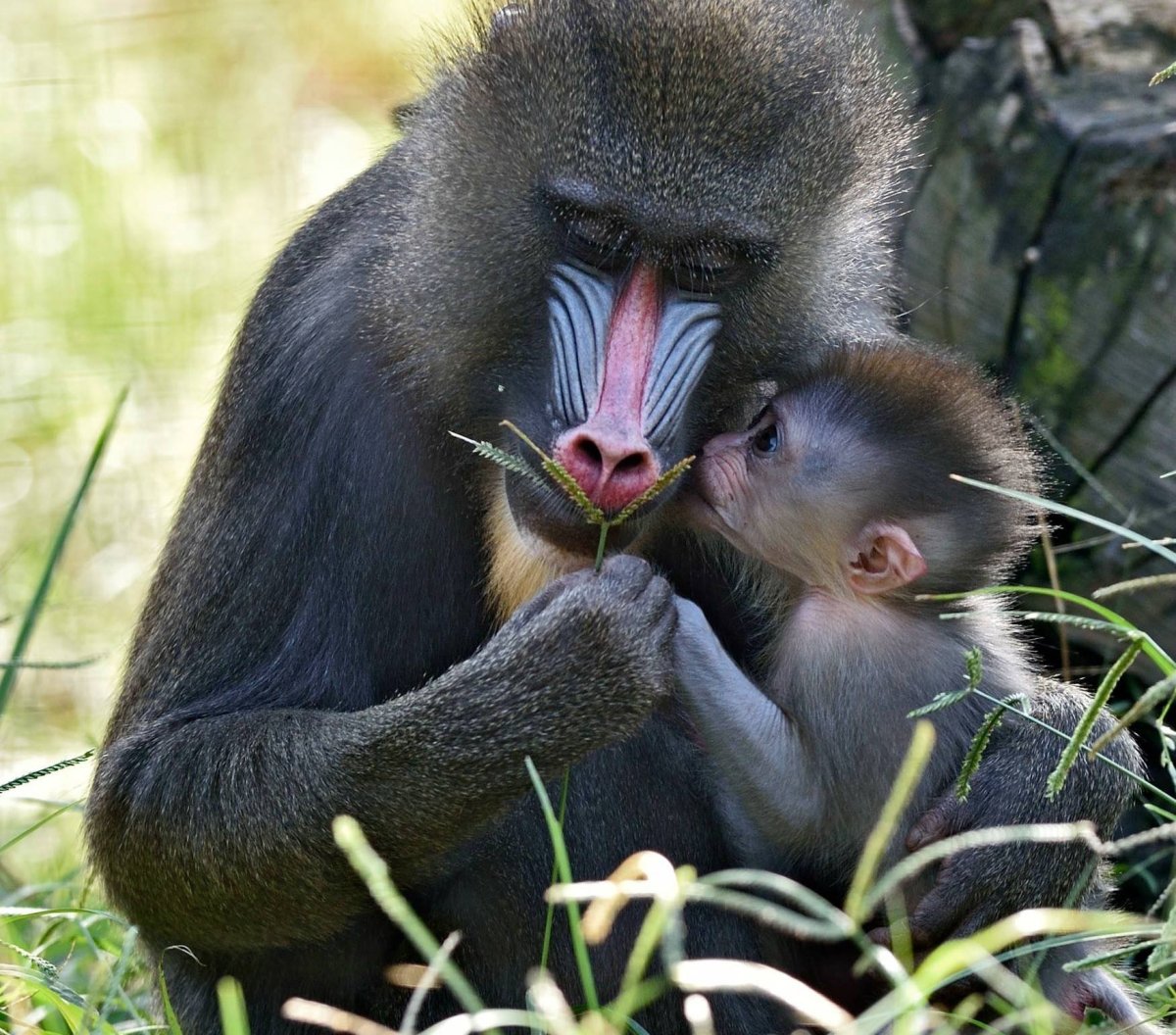 Обезьяна Мандрил самка
