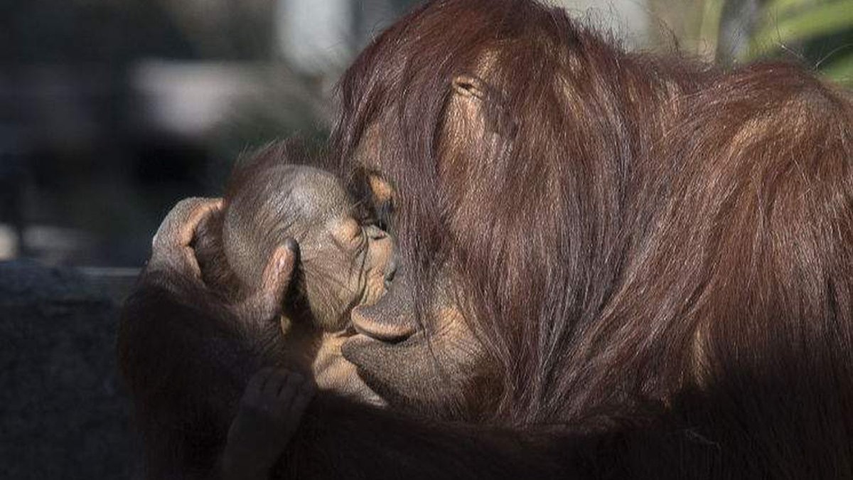 Мама обезьяна и детеныш