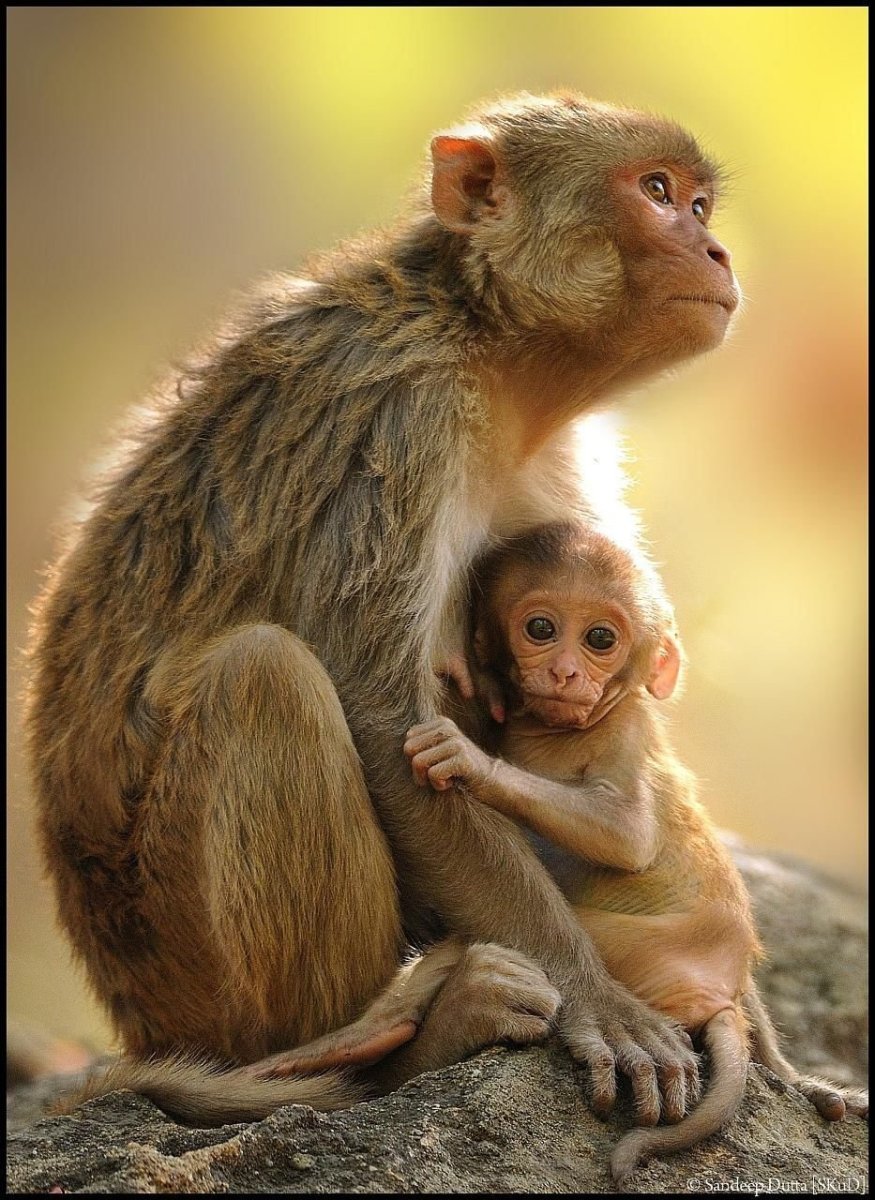 Детеныш мартышки