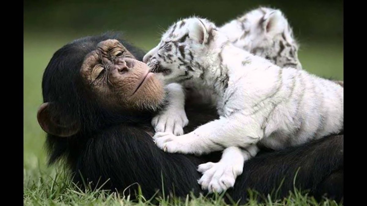 Шимпанзе и тигрята