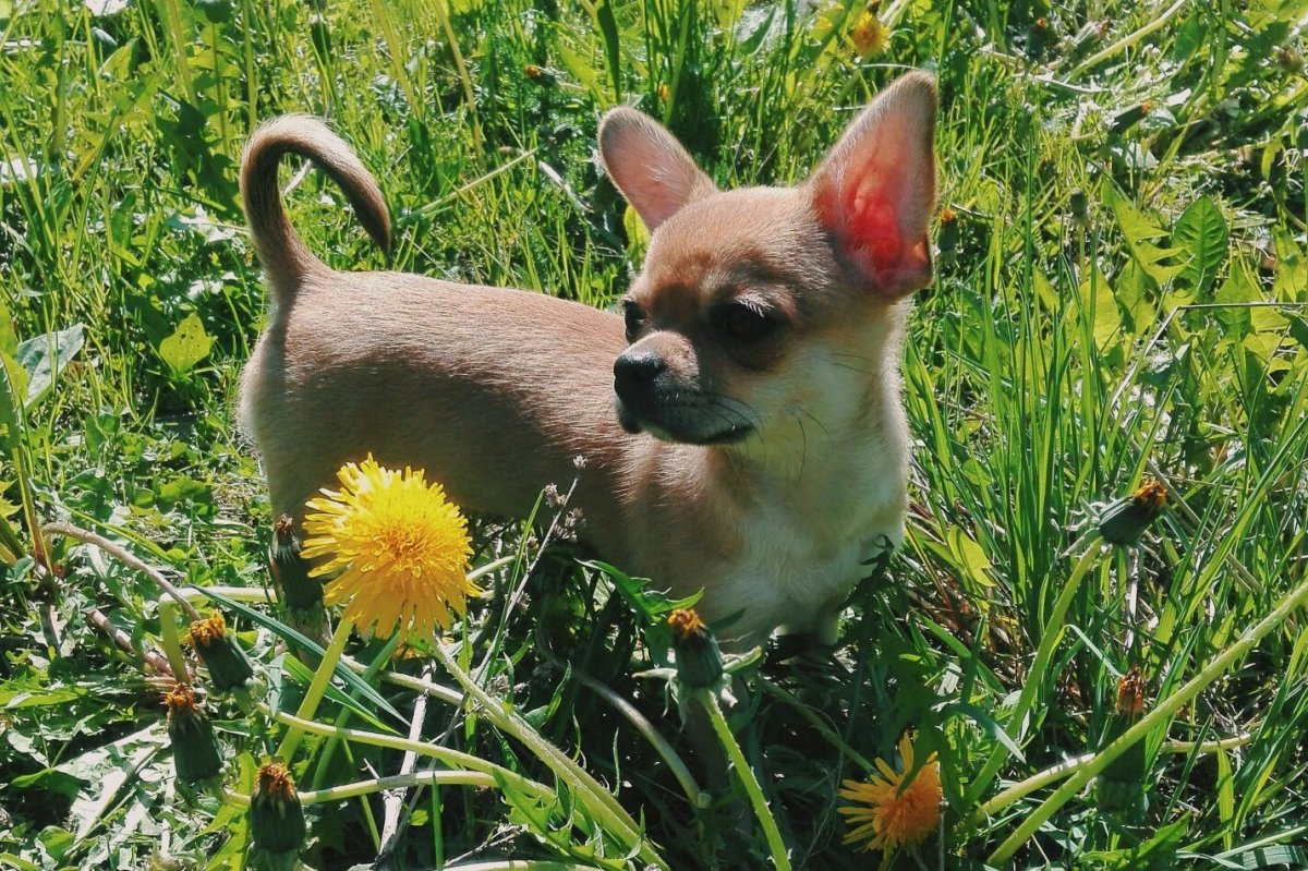 Чихуахуа на полу