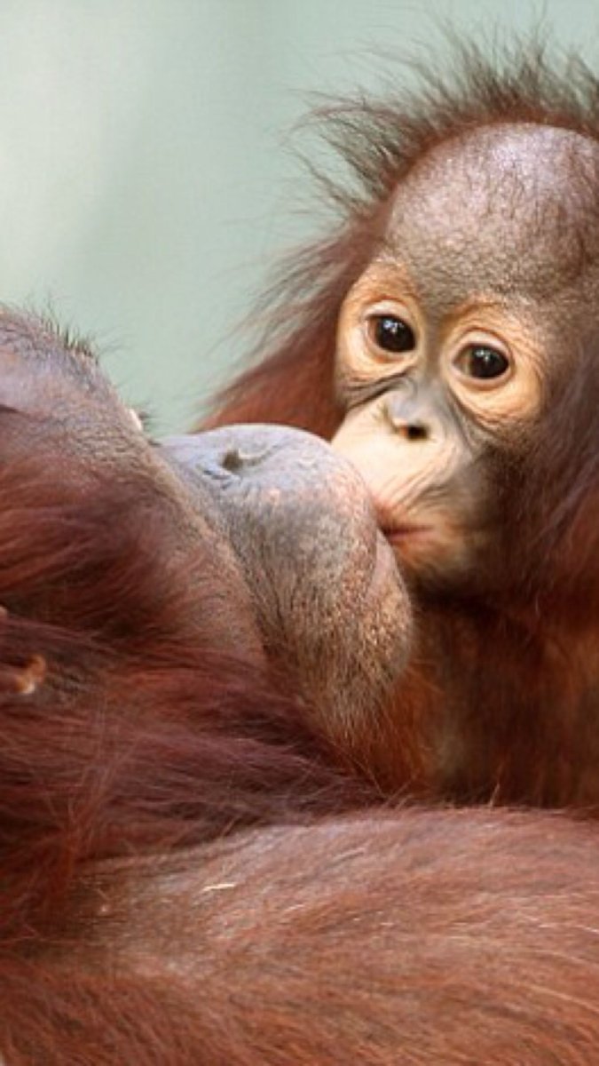 Обезьяна чмоки