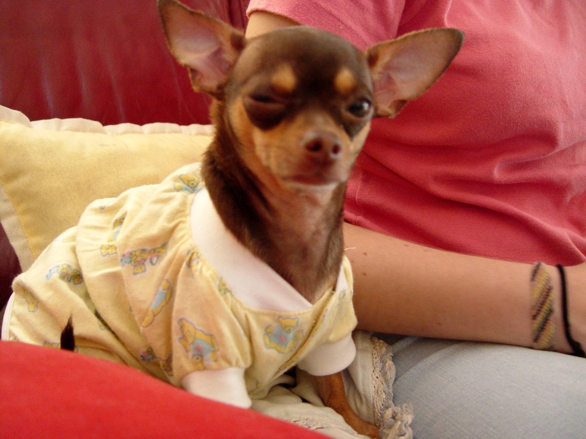 Чихуахуа Тип Дир