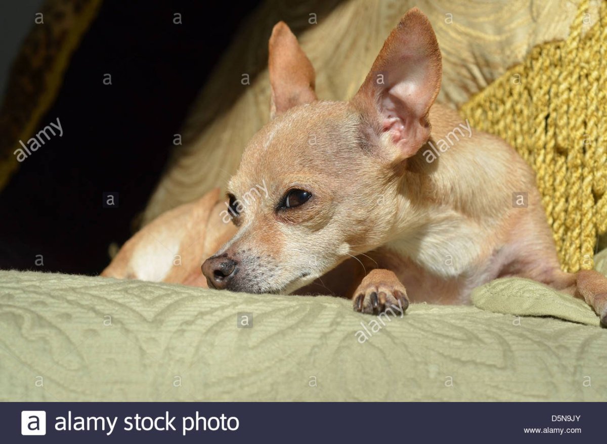 Чихуахуа Тип Дир