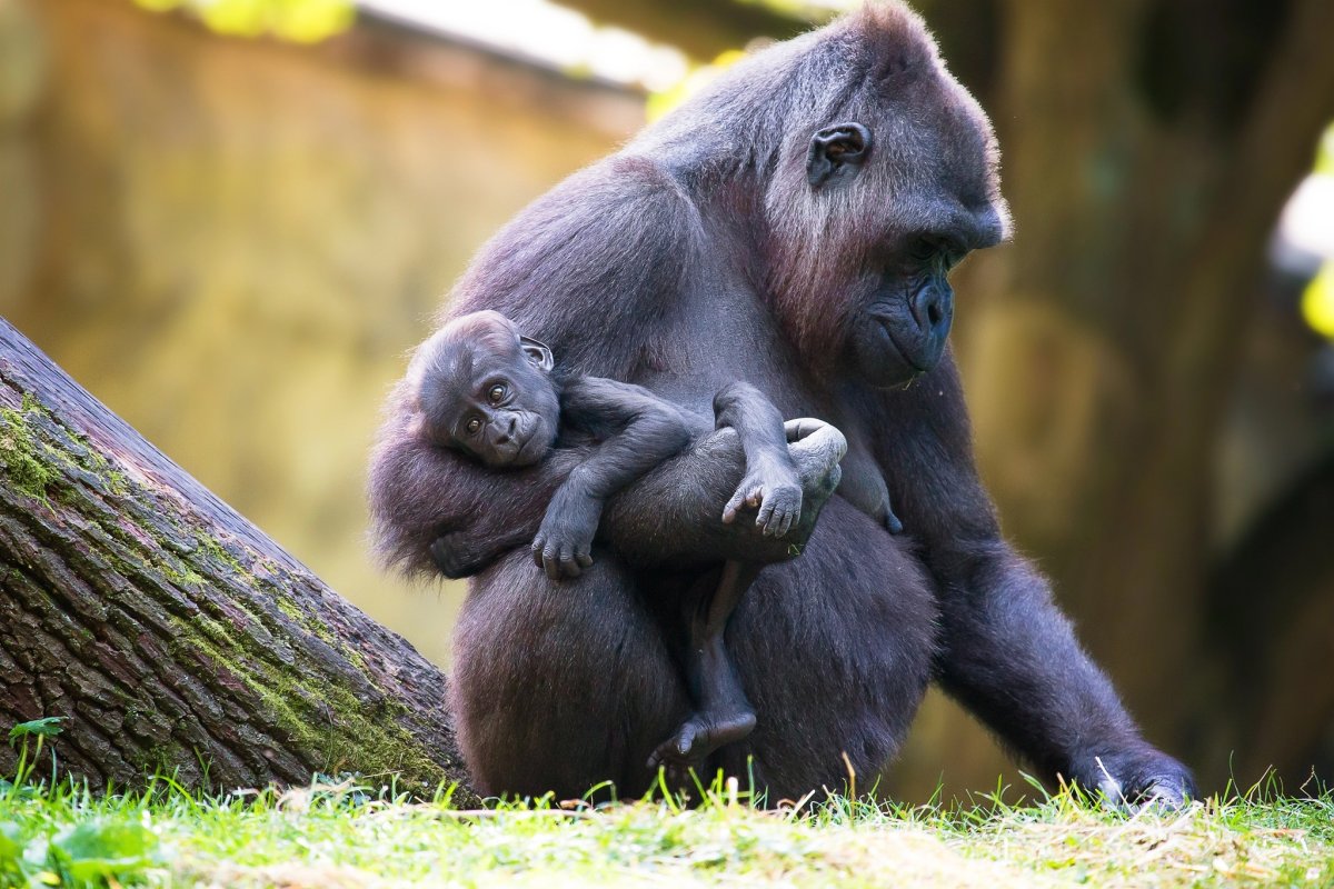 Млекопитающие горилла