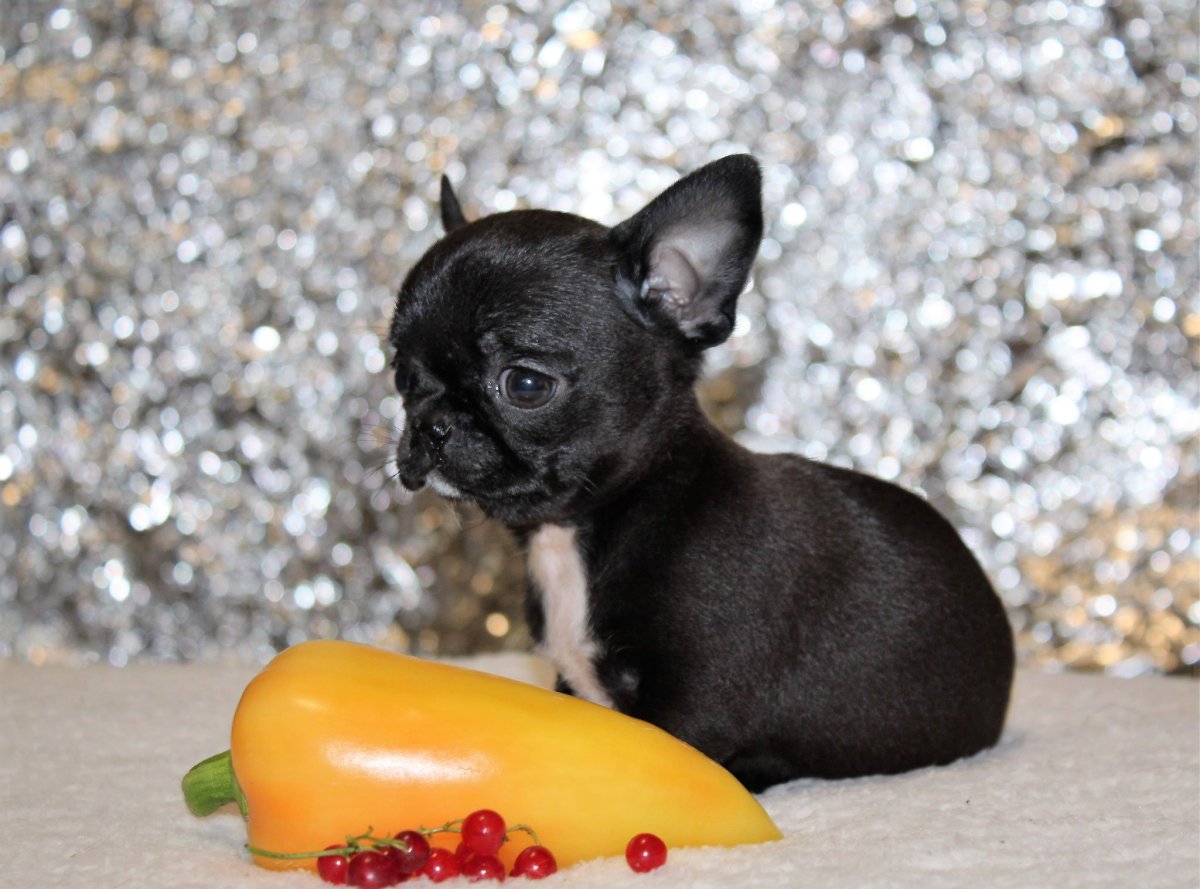 Чихуахуа Дир хед