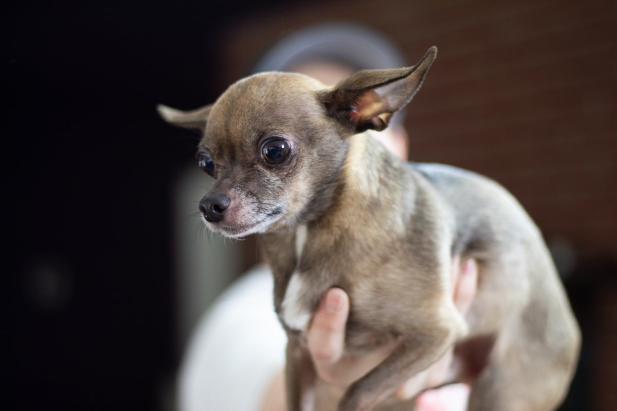 Чихуахуа Олений Тип