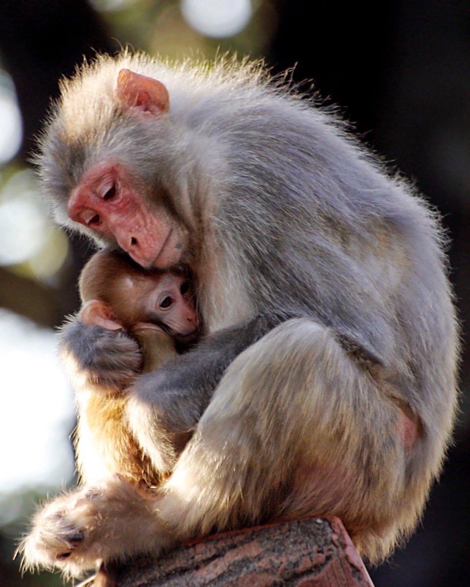 Мама и малыш животные