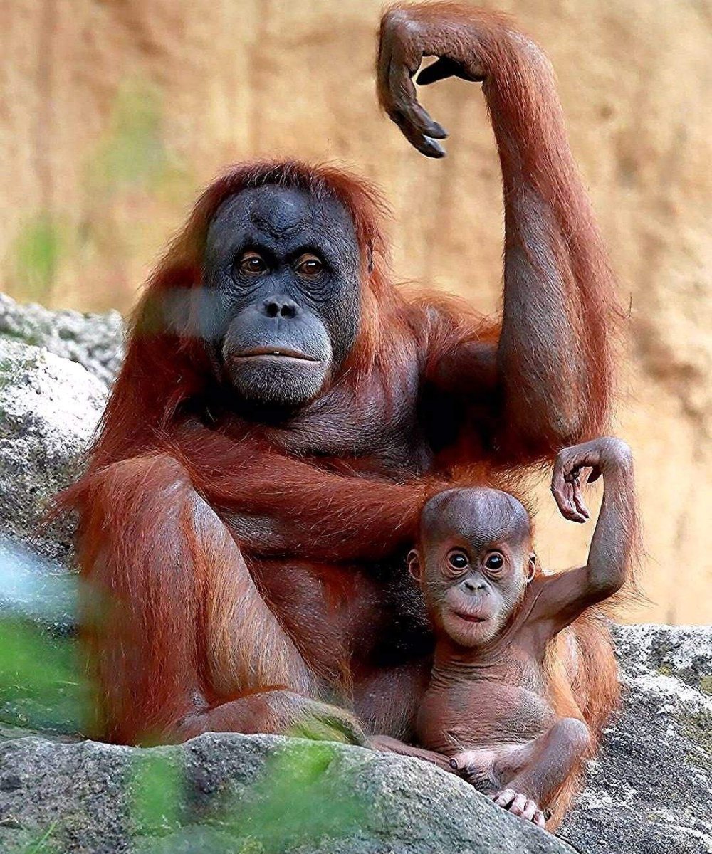 Обезьяны орангутан детеныш