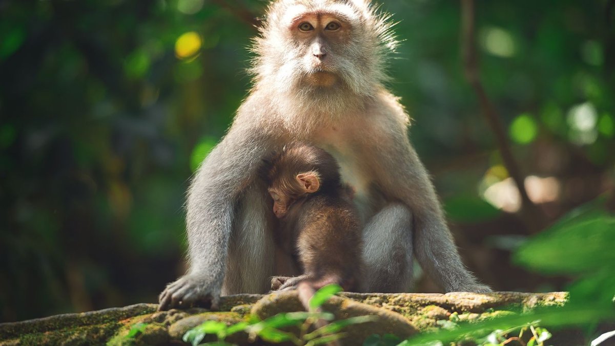 Обезьяны в природе