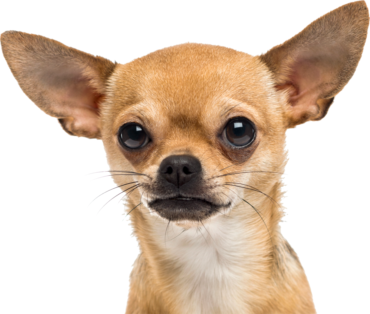 Много чихуахуа