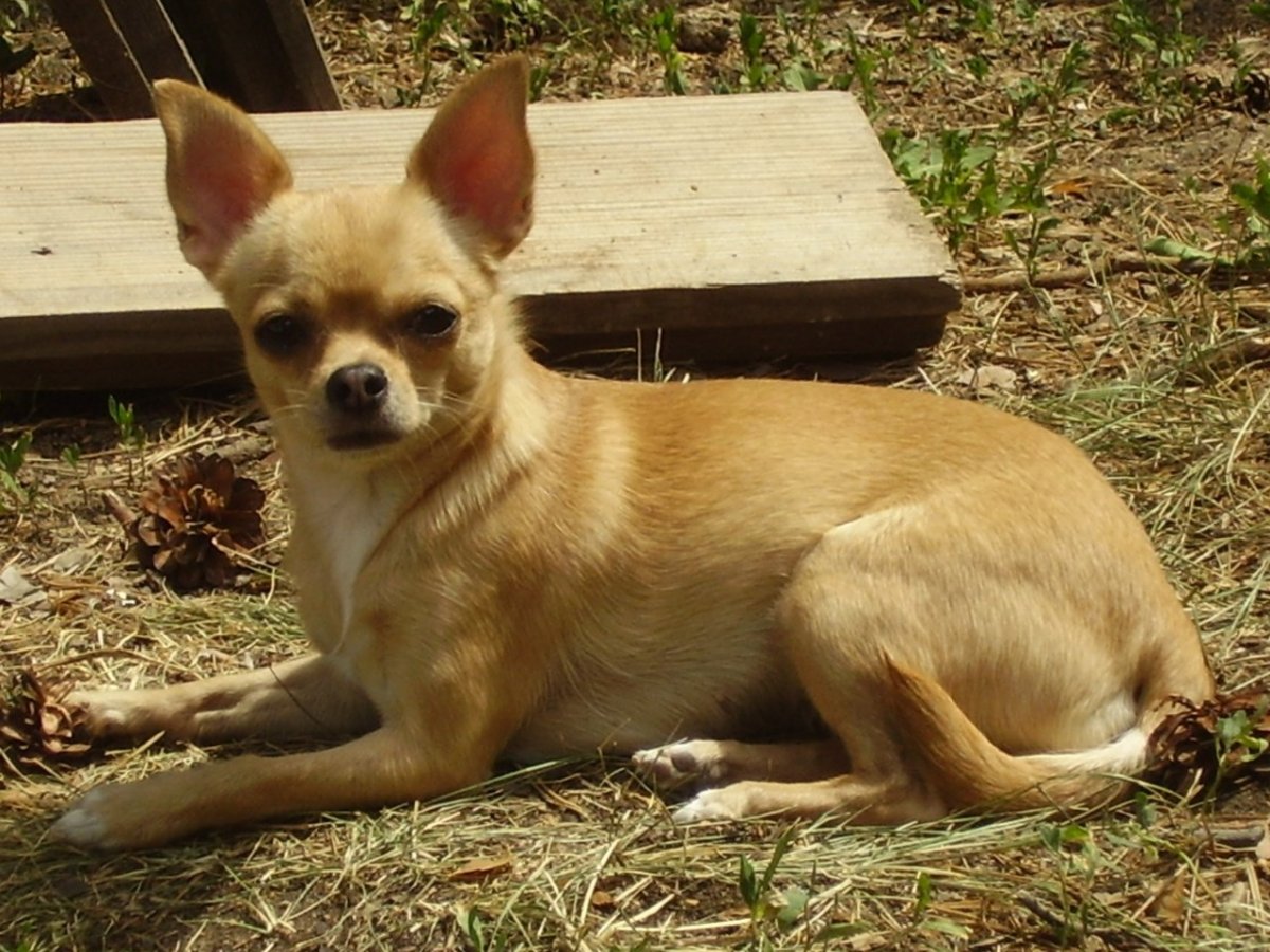 Чихуахуа короткошерстные элита