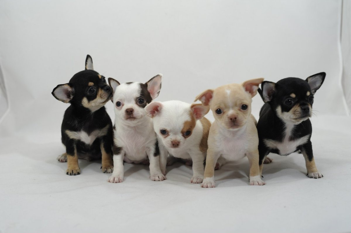 Чихуа Дир рыжий