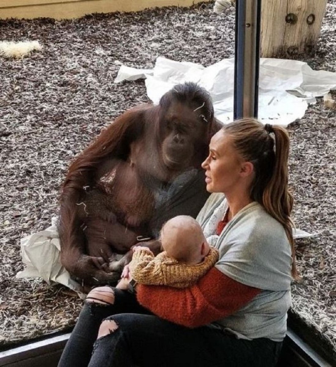 Orangutan мама в Британии