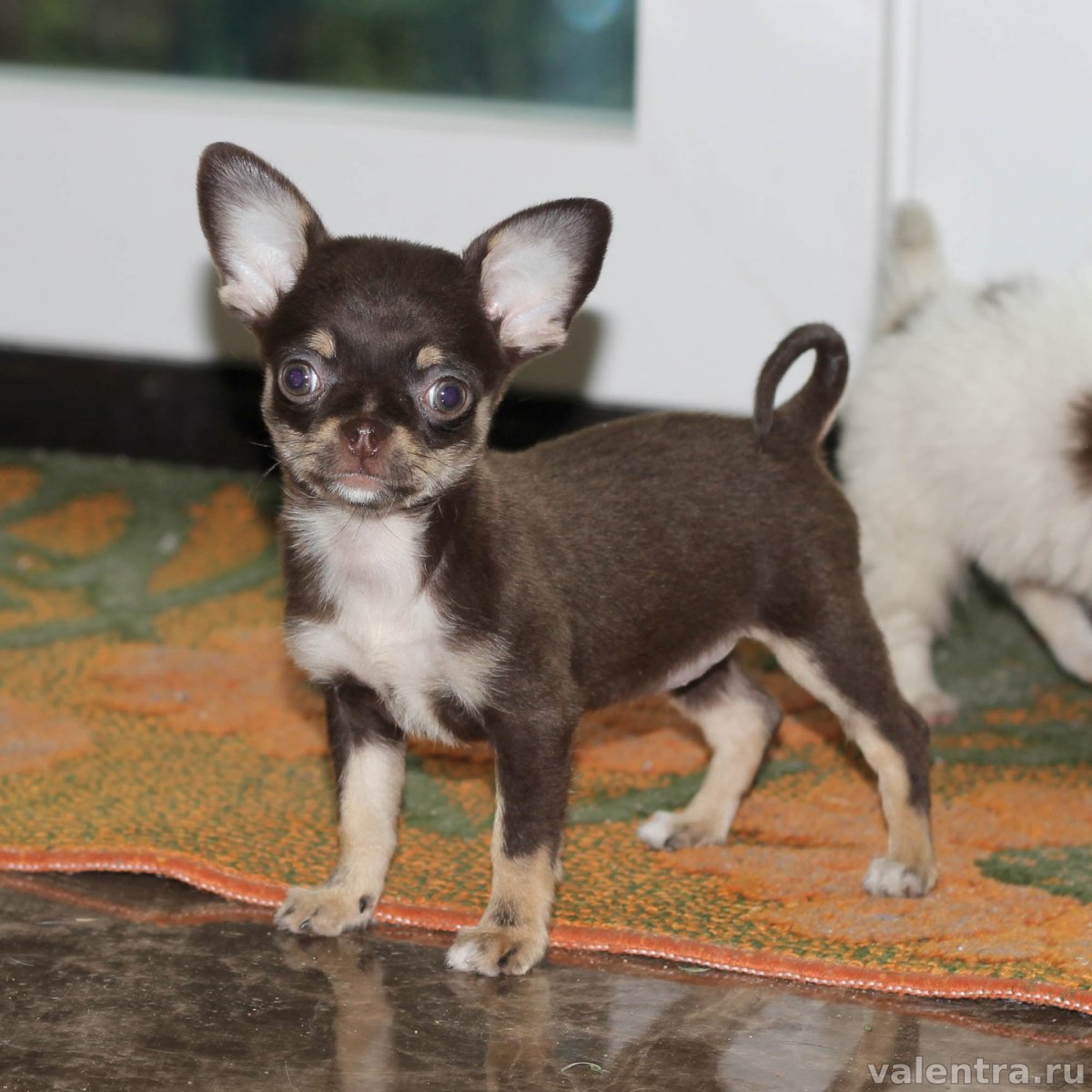 Пражский крысарик той терьер Цвергпинчер