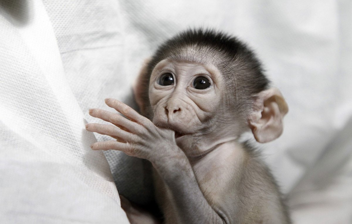 Маленькие обезьянки