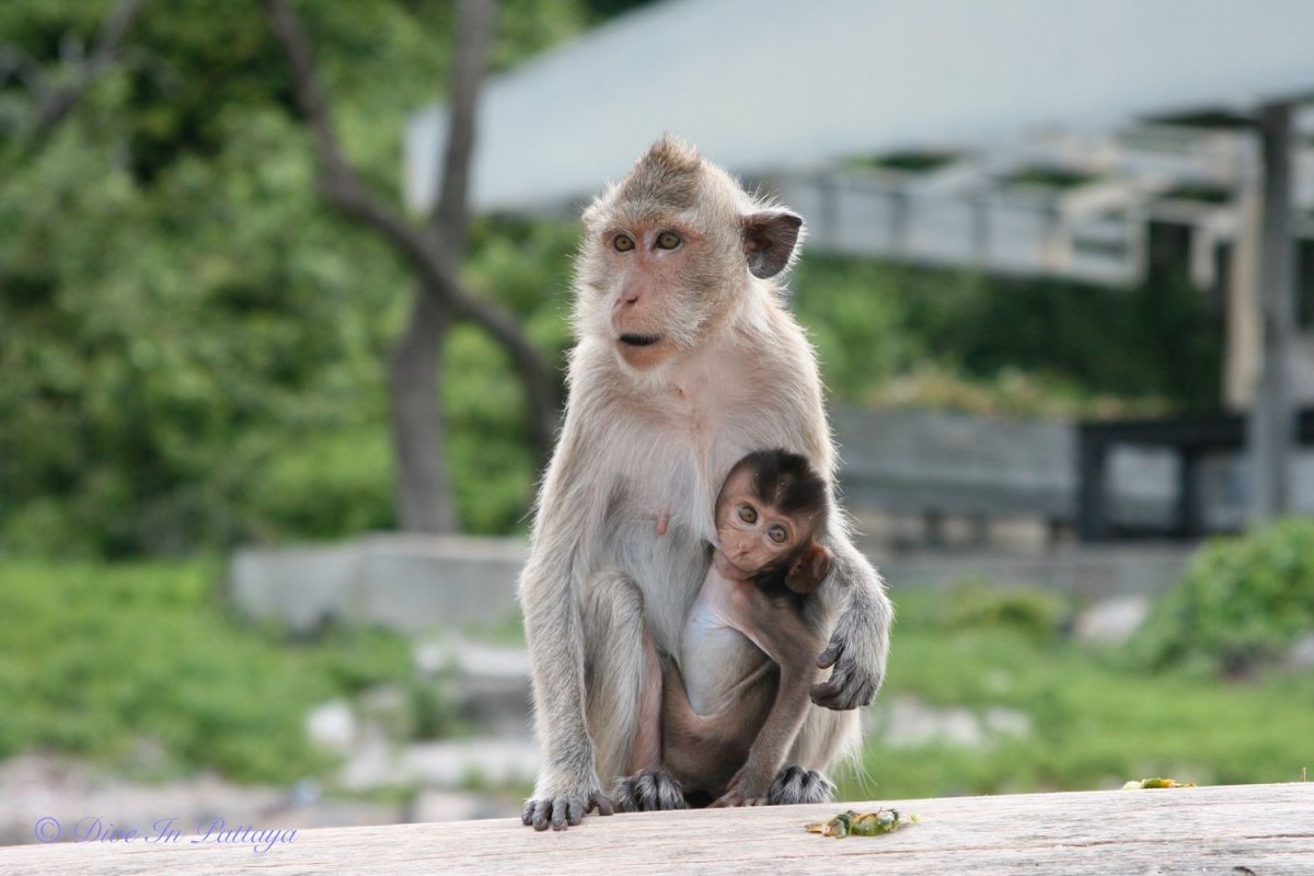 Мама обезьянка