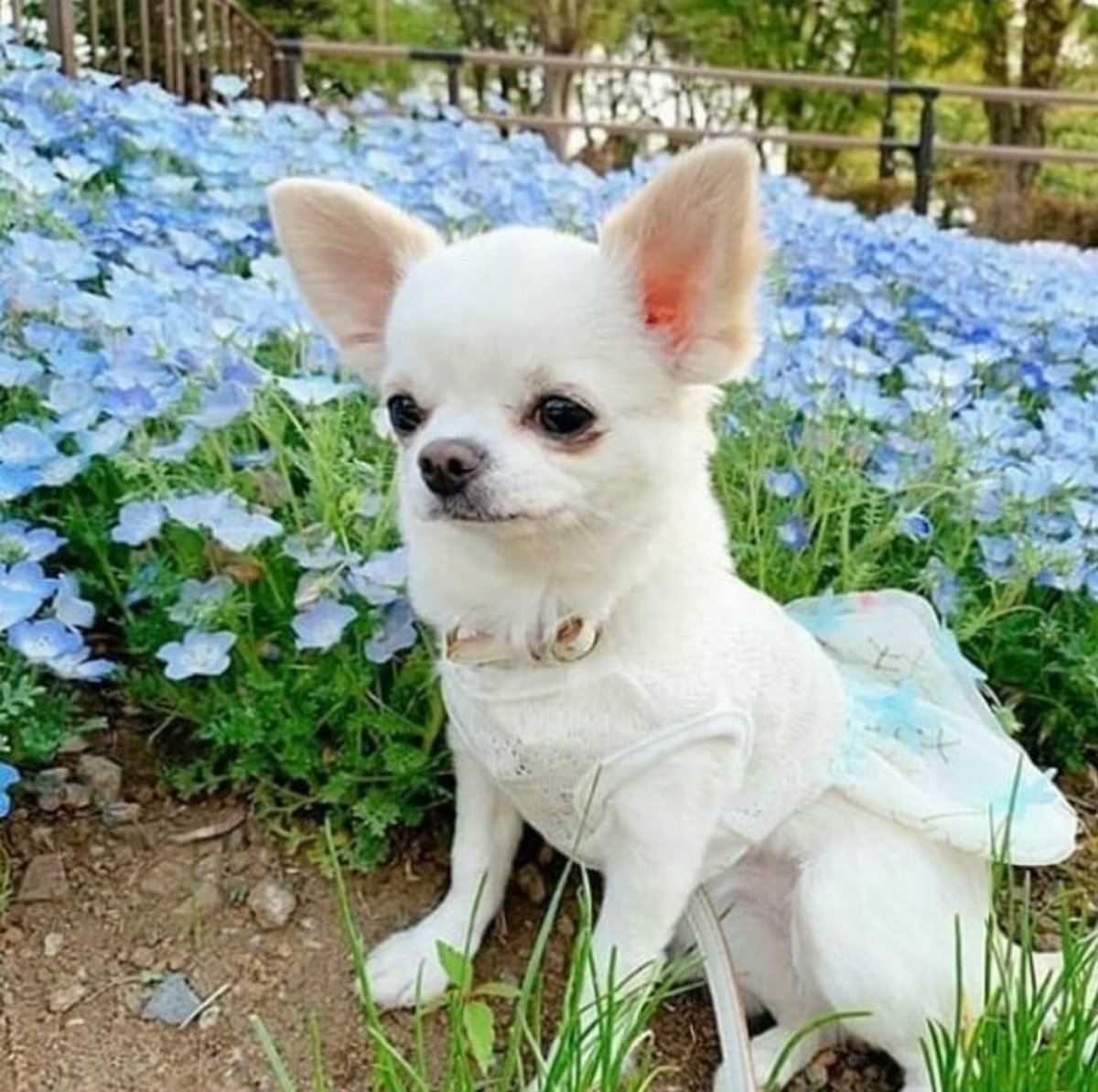 Чихуа Дир и кобби