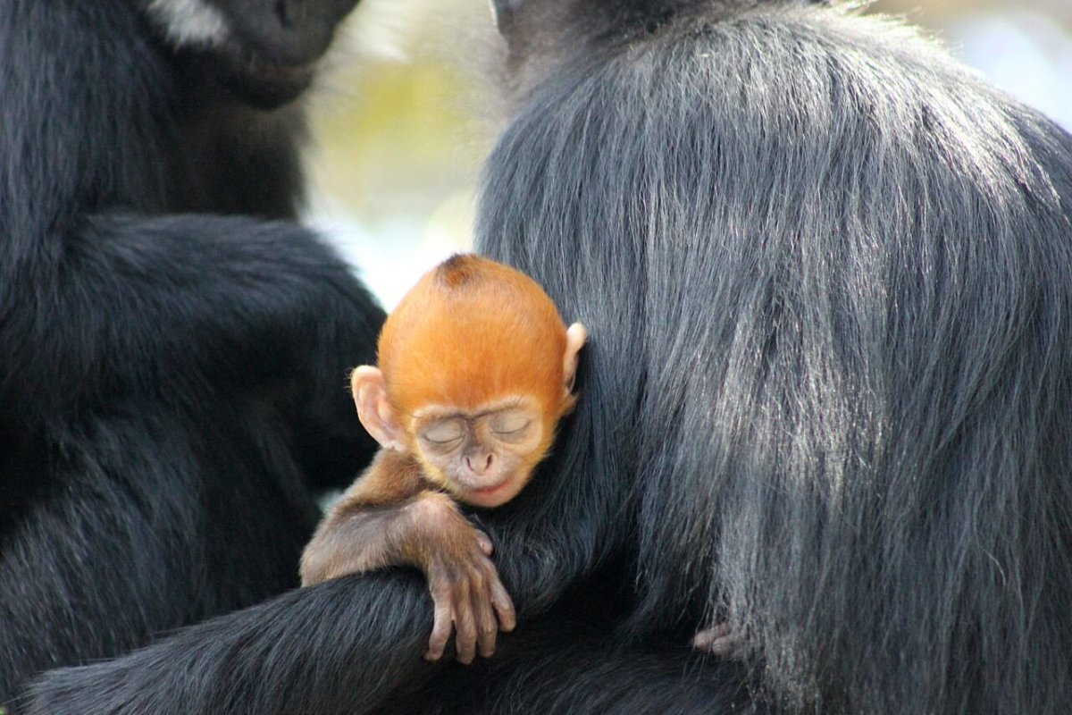 Черный Лангур