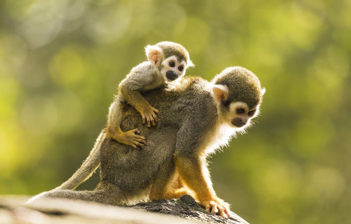 Обезьяна с потомством