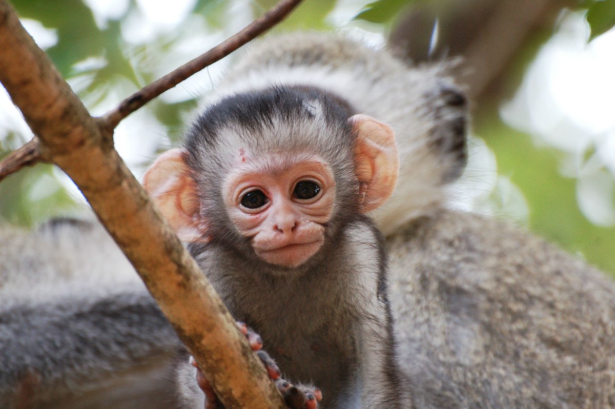 Обезьянка улыбается