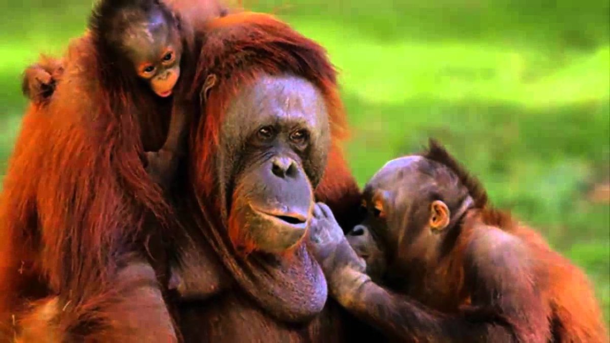 Обезьяна с двумя детенышами